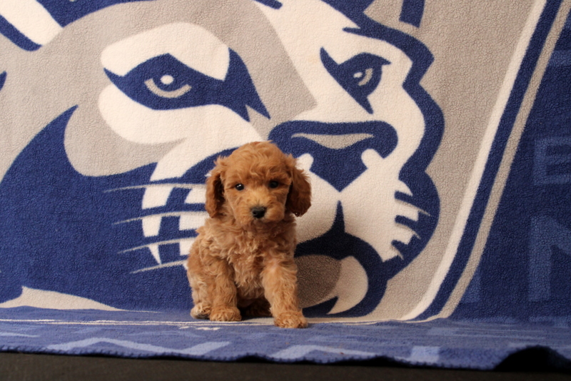 puppy, for, sale, Mini Goldendoodle F1B, Matthew B. Stoltzfus, dog, breeder, Gap, PA, dog-breeder, puppy-for-sale, forsale, nearby, find, puppyfind, locator, puppylocator, aca